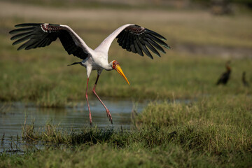 yellow billed stork