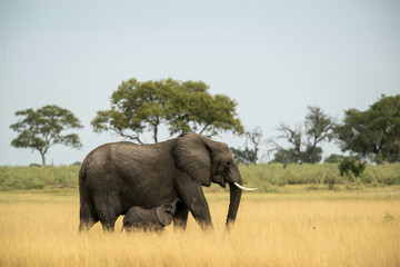 Fototapeta premium Elephant and young