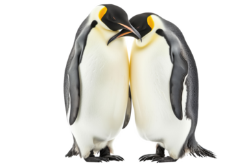 Emperor Penguins Couple Isolated On White Background