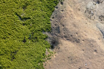 Green moss and stone terrain as natural texture
