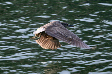 Socó -boi-baio em um lindo flagrante mostrando no detalhe a sua beleza no Canal de Ponta Negra - Maricá - RJ