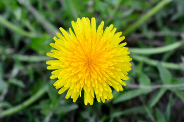 a yellow dandelion among green grass top view 