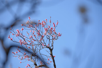 梅の花と青空