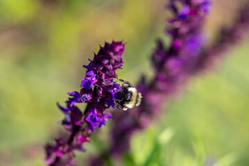 A bumblebee on a flowering lupine plant.