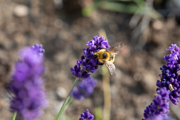 A bumblebee on a flowering lupine plant.