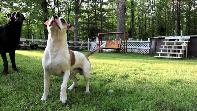 Playful Pups Race for Ball in Summer Sun.  Two energetic dogs, a black labrador mix (Boxador breed) and a brown and white pit bull mix, playfully chase after a red ball in a grassy backyard.
