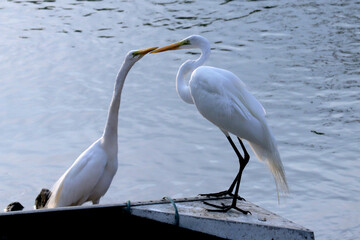 Garças apaixonadas no Canal de Ponta Negra - Maricá -RJ
