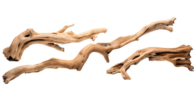 Collection of driftwood isolated on transparent png background. Pieces of river drift wood.

