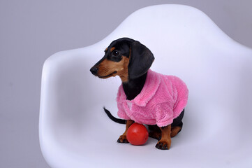 duchshund cachorro fofa vestida para o inverno 