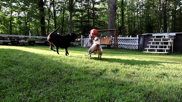 Playful Pups: Epic Slow-Motion Ball Chase. Two energetic dogs (Boxador and Pitbull mix) leap and bound in a joyous slow-motion battle to catch a bright orange ball. Pure canine fun in a sunny backyard