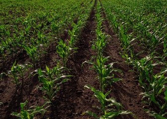 Open corn field at sunset.