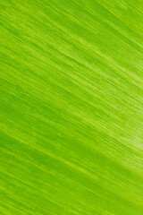 Texture background of backlight fresh banana leaf.