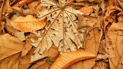 an abstract of fallen leaves scattered on the brown ground. a collection of old leaves as a background or other function.