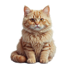 Cute Cat Clipart transparent background