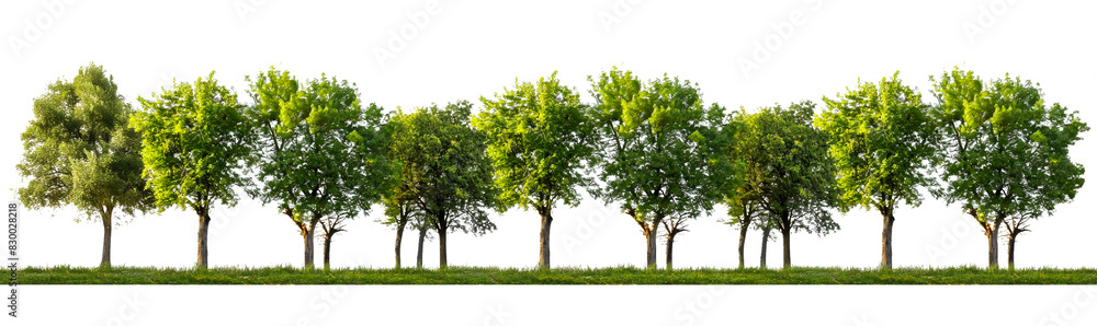 Aufkleber a row of trees isolated on transparent or white background