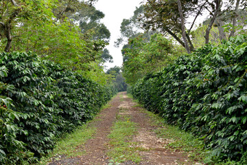 A path through a forest of green trees. The path is narrow and winding in Coatepec Veracruz