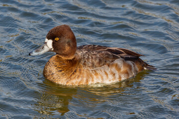 A beautiful Lesser Scaup (Female) paddling about on a winter morning.  Females are a rich brown overall with a darker head and a white patch next to their bill.