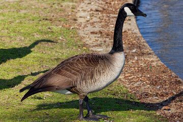 A beautiful Canada Goose on a winter morning. The Canada goose, is a large wild goose with a black head and neck, white cheeks, white under its chin, and a brown body.