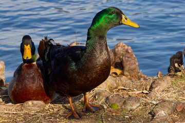 A beautiful Mallard Hybrid on a winter morning. The male’s gleaming green head, gray flanks, and...
