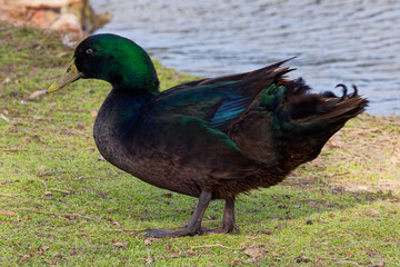 A beautiful Mallard Hybrid on a winter morning. The male’s gleaming green head, gray flanks, and...