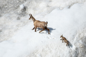 Wild Female alpine chamois with newborn kid facing a deep snowdrift, very tender scene of wild life. Italian Alps. Rupicapra rupicapra.