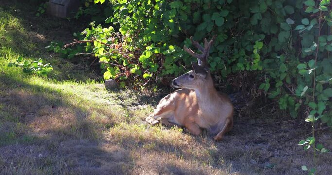 Closeup of deer resting in garden closeup