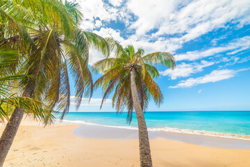 Palms by the sea in a tropical beach in Guadeloupe