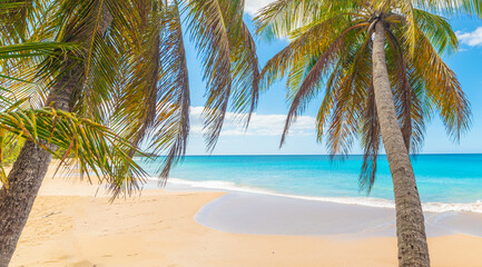 Palm trees and turquoise water in a beach