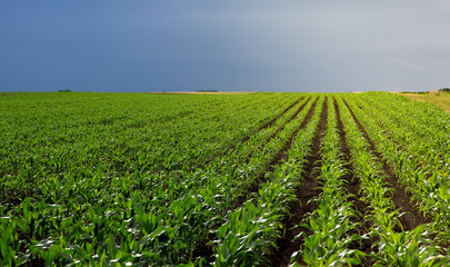 Open corn field at sunset.