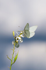 small white or cabbage butterfly perching on the on the rapeseed flower on the cloudy sky background