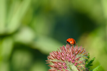 ladybug is perching on the flower close-up