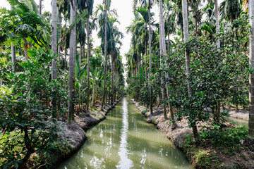 Water channel , Tertiary drainage ditch of coconut plantation
