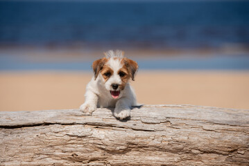 Juck Russel terrier puppy portrait by the seaside