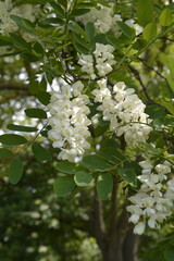 Group of white flowers of Robinia pseudoacacia in May