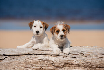 Juck Russel terrier puppy portrait by the seaside