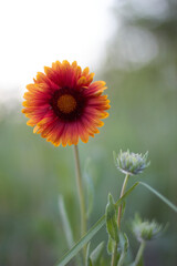 A beautiful gaillardia flower that I met by chance in the forest