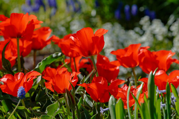 Fototapeta premium Tulips Red Riding Hood in spring garden. Growing bulbs in the garden