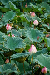 Lotus flowers bloom on the surface of the lake