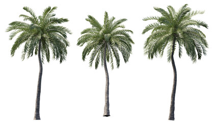 set of palm tree cut out 