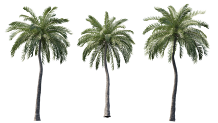 set of palm tree cut out 