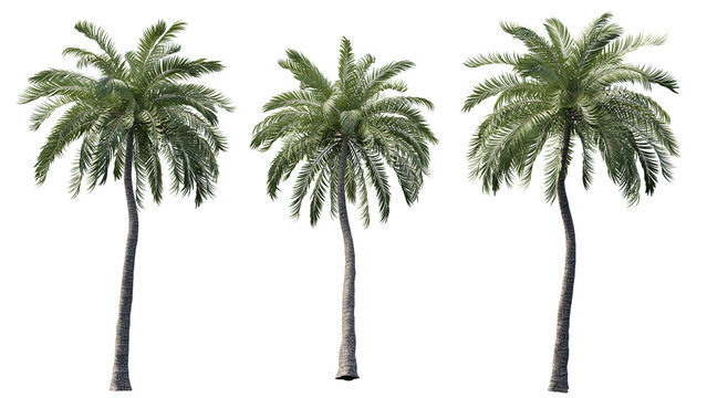set of palm tree cut out 