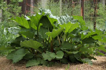 rhubarb in the garden, growing in the vegetable garden