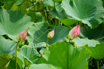 Lotus flowers bloom on the surface of the lake