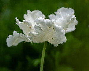 White parrot tulipe background. White parrot tulips close up on green background. White parrot...