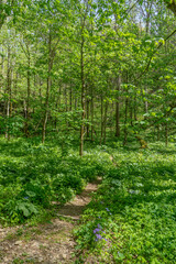 A trail through the Whiteoak Sinks basin when the wildflowers are in peak bloom, a popular spring hiking destination in Great Smoky Mountains National Park.