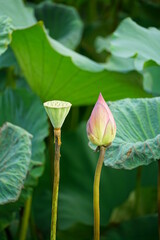 Lotus flowers bloom on the surface of the lake