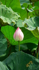 Lotus flowers bloom on the surface of the lake