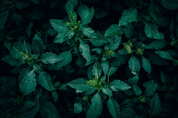 A close up of Green Amaranth leaves pattern texture