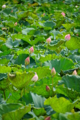Lotus flowers bloom on the surface of the lake