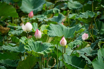Lotus flowers bloom on the surface of the lake